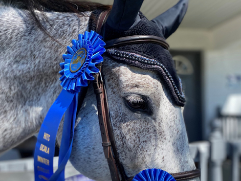 horse wins blue ribbons in Ocala